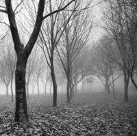 عباس البابلي