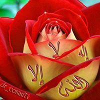 عمرو المصرى