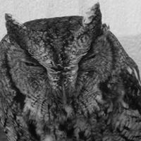 Thomas Shellenberger