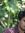 SH Mannan