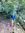 Farhan R