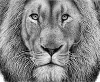 Harpreet Singh