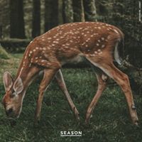 ชาลี มีแมว