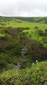 رونق الصحراء