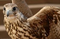 عبدالرحمن البادي