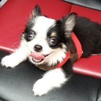 อานนท์ งามปลั่ง