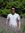 Josh Hsu