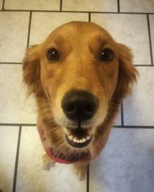 Harlee Anne