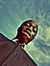Saheed ...