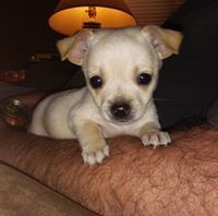 Charlette Wlodarczak