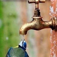 محمد السمان