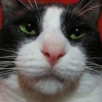 Christopher Fernandez