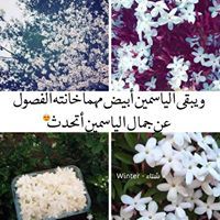 شهد الياسمين