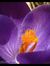Huong N...