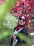 Nour Ib...