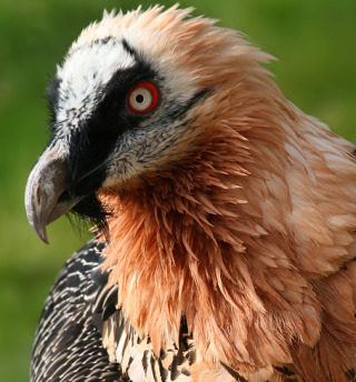 Goodreads profile picture for @kerberos