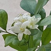 احمد عبد العزيز