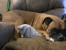 BoxerLover2