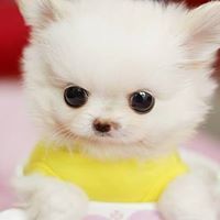 ปาย นริน