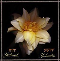 קדוש מימוזה