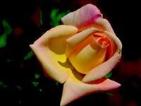 إيمان الجبل