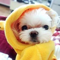 บอเบียร์ เปรมมี่