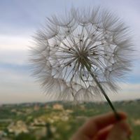 جنة الزهراء