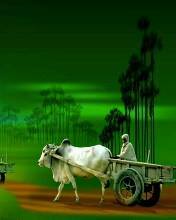 কাজী মোঃ