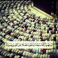 الأستاذ عواد