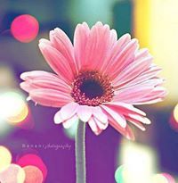 سمية أبوبكر