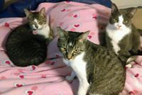 Stephanie Hanson-Thomas