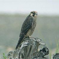 صقر الشاهين