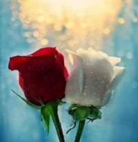 آلاء الحرازنة