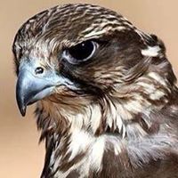 فيصل الفيصل