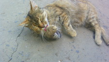 Vicky
