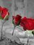 Nawar En