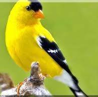 حوار العقلاء