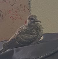 พิริยพล แดงเดช