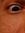 Bruno C...