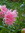 Ellie Dottie | 2 comments