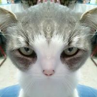 ตาแมว เมาวิตกัสต์