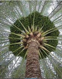 زين عبد العاطي