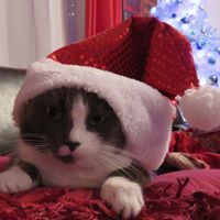 Stéphanie Maimbourg