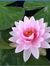 Su Htun