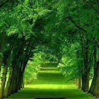 السنا العائد