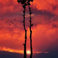 হীরক হাবিবুল ইসলাম