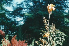 Ada