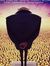 Ahmed R...