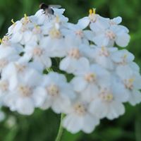 بشائر الخير