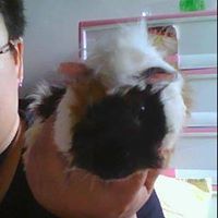 ป๋มข้าวซอย ครับ